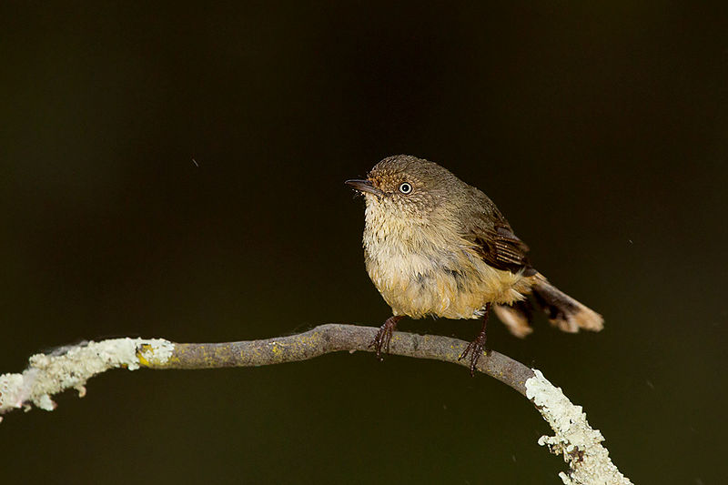 File:Buff-rumped Thornbill (Acanthiza reguloides) (14758479070).jpg