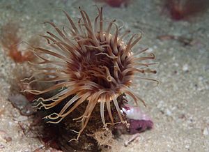 Burrowing anemone 0796.jpg