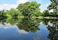 Čeština: Duby obklopující rybník Bzdinka nedaleko Dobříše, okres Příbram English: Oaks near pond named Bzdinka near Dobříš in Příbram District