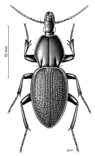 <i>Maoripamborus</i> Genus of beetles