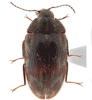 <i>Caccothryptus arakawae</i> Species of beetle