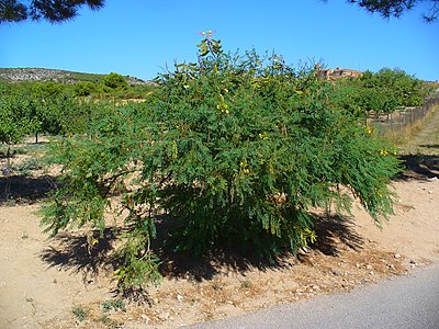 Caesalpina gilliesii Habitus