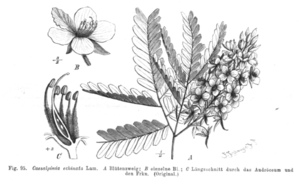 Caesalpinia echinata Taub95.png