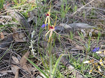 Caladenia longiclavata habit Caladenia longiclavata (habit).jpg