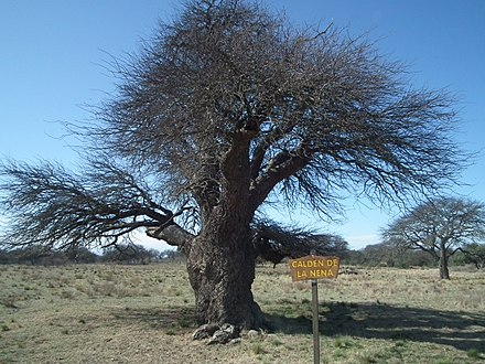 Caldén tree in Lihué Calel national park