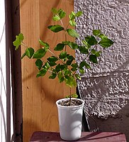 Calea ternifolia.jpg