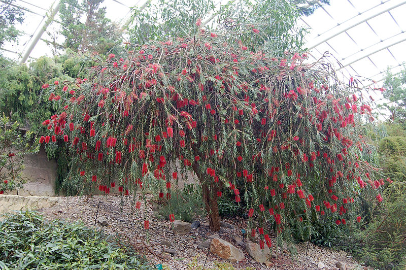 File:Callistemon Phoeniceus @ National Botanic Garden Of Wales (3706147131).jpg