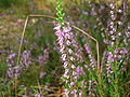 Calluna vulgaris (ru:Вереск обыкновенный) (en:Common Heather) (de:Besenheide) (lv:Sila virsis)