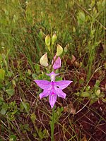 Saco Heath Preserve