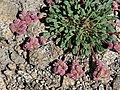 Pussypaws (Cistanthe umbellata)