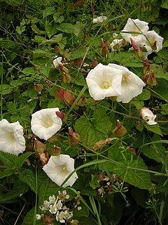 <i>Calystegia silvatica</i> Species of morning glory