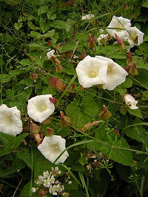 Calystegia silvatica.jpg