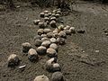 * Nomination Camel dung piles with Prosopis seedling germinating in Kutch, Gujarat, India. By User:DivyaCM --Shankar Raman 05:34, 30 June 2017 (UTC) * Decline Sorry, not a QI since the image is grainy and has lack of details and sharpness. Possibly a Valued Image since it displays camel dung well in thumbnail format. --Peulle 19:11, 5 July 2017 (UTC)