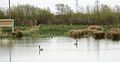 Canada geese and tufted ducks on pond at Newport Wetlands RSPB Reserve near visitor centre and picnic and play area