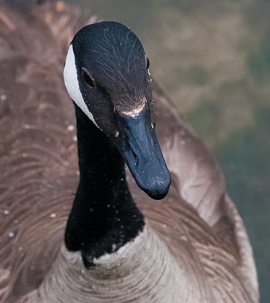 File:Canada goose Close-up ABDS-GS-CG-5.jpg