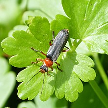 Cantharis pellucida. Soldier Beetle - Flickr - gailhampshire.jpg