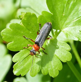 <i>Cantharis pellucida</i> Species of beetle