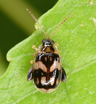 <i>Capraita obsidiana</i> Species of beetle