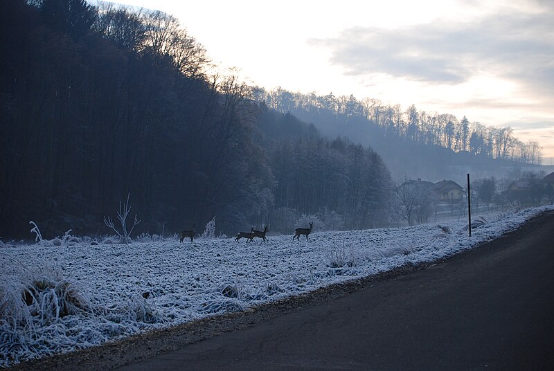 File:Capreolus capreolus - Police, Gornja Radgona.jpg