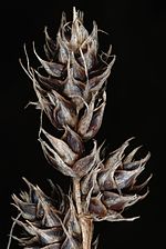 Thumbnail for Carex gravida