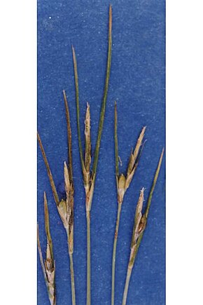 Descrierea imaginii Carexmulticaulis.jpg.