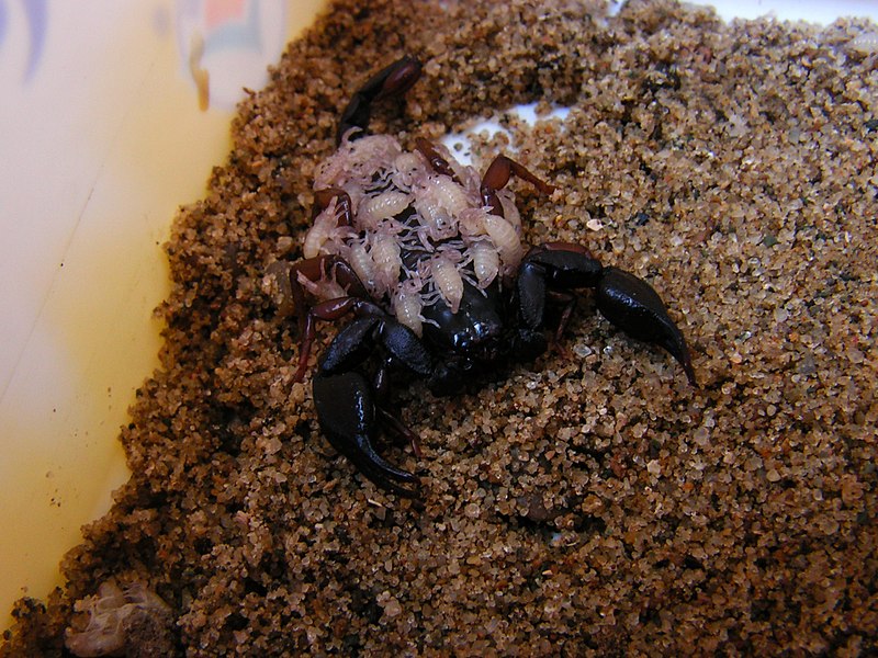 File:Carpathian scorpion newborn.JPG