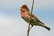 Carpodacus erythrinus 20060623.jpg