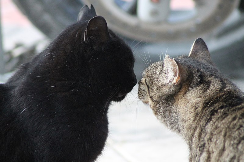 File:Cat love (Madrid, Spain) 01.jpg