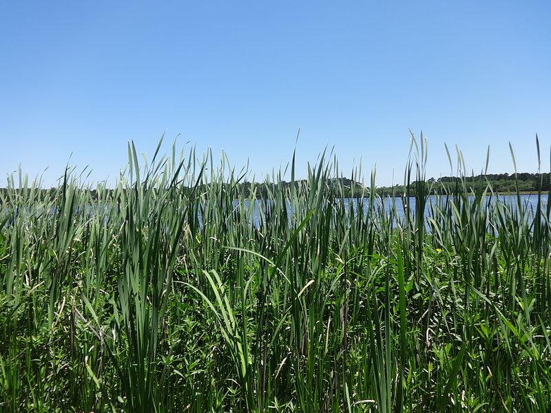 File:Cattails on Reed Bingham Island.JPG