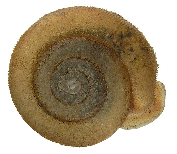 File:Causa holosericum (Studer, 1820) dorsal (3486539938).jpg