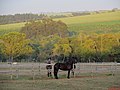 Cavalos Mangalarga Marchador no Haras Maria Medalha em Batatais. - panoramio.jpg