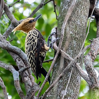 <span class="mw-page-title-main">Ochre-backed woodpecker</span> Species of bird