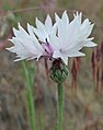 Centaurea cyanus near Peshastin, Chelan County Washington