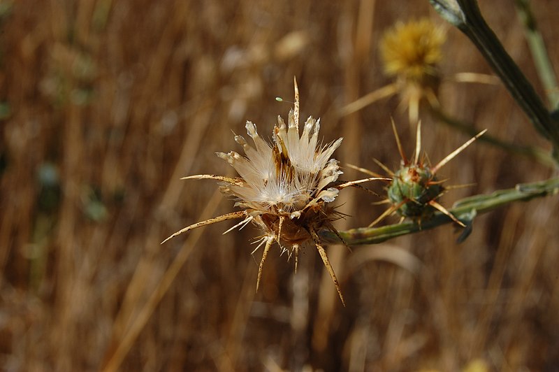 File:Centaurea solstitialis-6.jpg