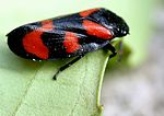 Cercopis vulnerata – seitlich