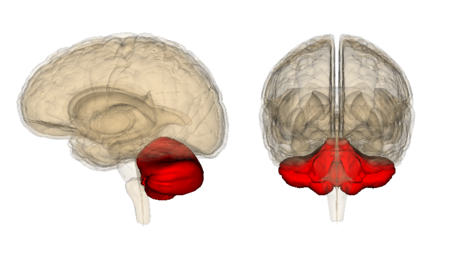 ไฟล์:Cerebellum.png