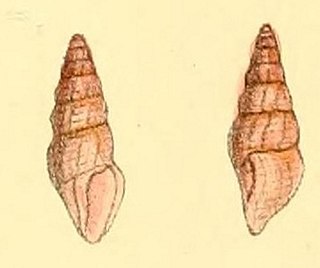 <i>Ceritoturris suavis</i> Species of gastropod