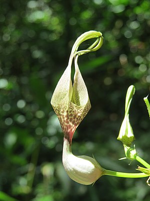 Ceropegia metziana from Parambikulam (4) .jpg