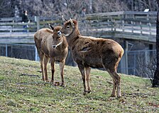 Cervus albirostris 1 - Syracuse Zoo.jpg