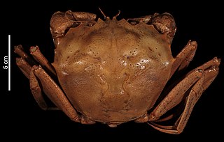 <i>Chaceon crosnieri</i> Species of crab