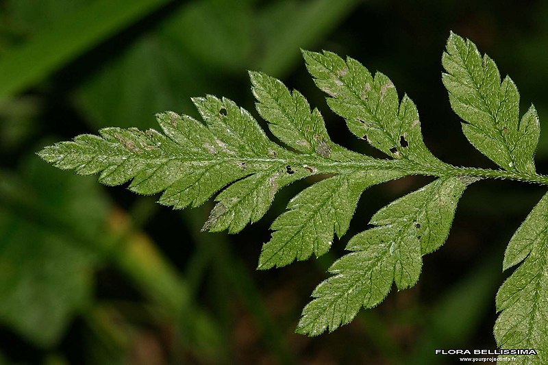 File:Chaerophyllum temulum leaf (17).jpg