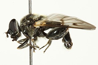 <i>Chalcosyrphus ontario</i> Species of fly