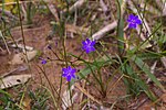 Miniatura para Chamaescilla