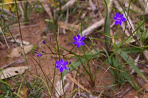 Chamaescilla gnangarra.JPG