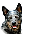 Vzpřímené, tzv. netopýří ucho australského honáckého psa