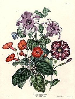 Charlotte-Caroline-Sowerby mixed-bouquet