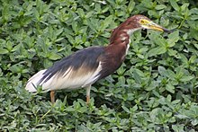 Chinese Pond Heron (Ardeola bacchus) (5780798814).jpg