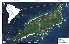 Ocorrências de C. insularis em Fernando de Noronha