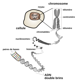 Chromosome fr.svg