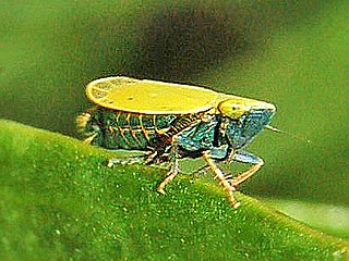 <i>Verdanus</i> Genus of true bugs